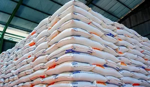 Bulog Kantongi Rp68,6 Triliun, Serapan Gabah-Jagung Digenjot Tanpa Impor