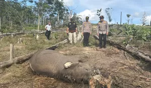 Ditreskrimsus Polda Riau Tetapkan Pemilik Lahan sebagai Tersangka, dalam kasus anak gajah mati di TNTN
