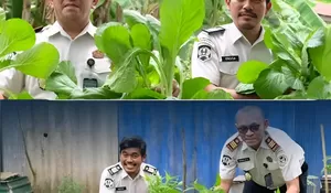 Panen Sawi dan Kangkung, Rutan Rantau Perkuat Program Ketahanan Pangan dan Dukung 15 Program Aksi Menteri Imipas