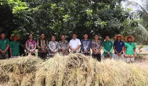 Implementasi Program Presiden Prabowo Subianto, Lapas Rantauprapat Sukses Panen Padi di Lahan Produktif