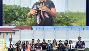 Panen Terong Ungu, Rutan Humbahas Kembali Panen Hasil Ketahan Pangan