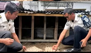 Sulap Lahan Tidur Jadi Produktif, Rutan Humbahas Kini Panen Telur Setiap Hari dari Peternakan Ayam Kampung