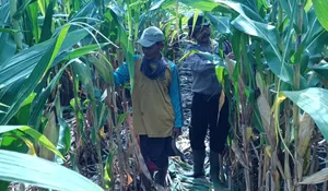 Kapolsek Balongbendo Kapolresta Sidoarjo Tanaman Jagung