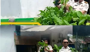 Rutan Rantau Panen Sawi di SAE, Dukung Program Ketahanan Pangan