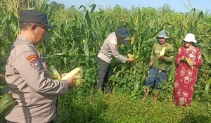 Polsek Tulangan Tinjau Lahan Jagung di Desa Kajeksan, Dukung Swasembada Pangan