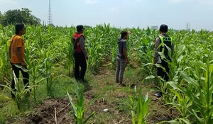 Dorong Swasembada Pangan, Polisi Tinjau Lahan Jagung Siap Panen di Balongbendo