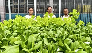 Lapas Muara Teweh Panen Pakcoy Hidroponik, Wujud Pembinaan Kemandirian dan Ketahanan Pangan Warga Binaan