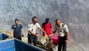 Kegiatan Panen Lele di Lapas Gunungsitoli, Wujud Pengembangan Keterampilan WBP