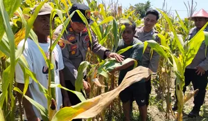 Optimalkan Swasembada Pangan, Polsek Prambon Masifkan Pengelolahan Tanaman Jagung