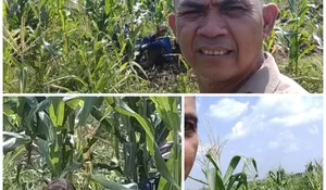 Ketahanan Pangan Jadi Prioritas, Bhabinkamtinmas Polsek Tualang Aktif Dampingi Petani*