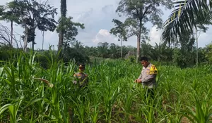 Bukti Mendukung Ketahanan Pangan Program Nasional, Polsek Rambah Samo Dan Kades Sei Salak Melakukan Pengecekan Tanaman Jagung