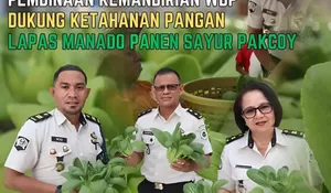 Pembinaan Kemandirian WBP, Dukung Ketahanan Pangan, Lapas Manado Panen Sayur Pakcoy
