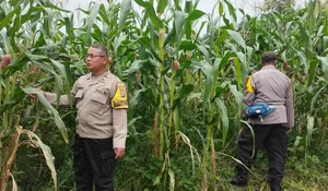 Jagung Pipil Mulai Berbuah, Program Swasembada Pangan di PT. PAS Tunjukkan Hasil