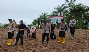 Terus Buktikan Mendukung Program Nasional, Polsek Rambah Samo, Tanam Jagung Dilahan Dengan Luas Dua Hektar 