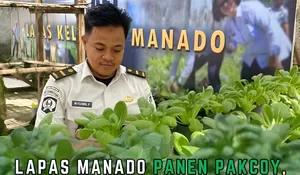 Lapas Manado Panen Pakcoy, Wujud Nyata Pembinaan dan Ketahanan Pangan