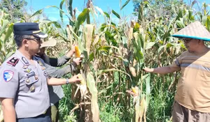 Dukung Ketahanan Pangan Kapolsek Tualang Cek Perkembangan Tanaman Jagung Di Pesantren Abu Horairoh. Alhamdulillah Panen Sebentar Lagi.*