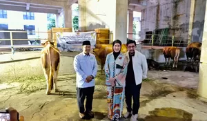 NasDem Jatim Tebar 155 Hewan Kurban untuk Masyarakat, Mulai dari PW Muhammadiyah, PW NU dan Ponpes Bumi Sholawat