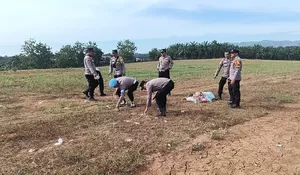 Dukung Ketahanan Pangan, Kapolsek Rambah Cek Pertumbuhan Jagung Hibrida di Lahan KM 7 Suka Maju