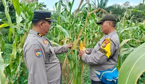 Jagung Mulai Tumbuh, Polisi Cek Langsung Lahan Ketahanan Pangan di PT PAS