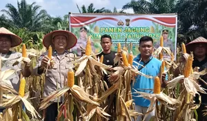 Panen Jagung Pipil di pekarangan Perumahan PT Palmax Sejati, Wujud Partisipasi Ketahanan Pangan