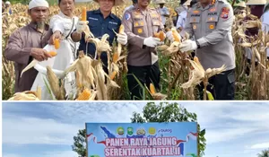 Panen Raya Jagung Kuartal II Tahun 2026, Polres Siak Dukung Swasembada Pangan di Kecamatan Tualang