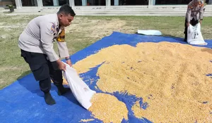 Dukung Ketahanan Pangan, Polsek Tualang Turun Langsung Jemur Jagung Bersama Petani