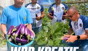 WBP Kreatif, Lapas Produktif: Lapas Manado Panen Sayur Terong