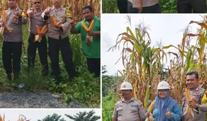 Polsek Tualang Dampingi Panen Jagung di PT Perawang Agro Sejahtera, Dukung Ketahanan Pangan Nasional