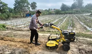 Kapolsek Tualang Lakukan Penggemburan Lahan Jagung di Pondok Pesantren Abu Huroiroh Menggunakan Hand Tractor Dukung Ketahanan Pangan