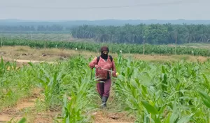 Jaga Kualitas Jagung Pipil, Aipda Azwan Har Dampingi Petani Semprot Pupuk di Lahan PT SIR Dukung Ketahanan Pangan