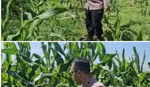 Kapolsek Tualang Cek Jagung Pipil di PT SIR, Pastikan Pertumbuhan Maksimal Dukung Ketahanan Pangan