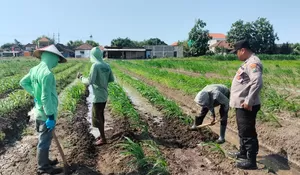 Polresta Sidoarjo Bersama Polsek Prambon Optimalkan Lahan Jagung Dukung Ketahanan Pangan
