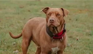 Ngeri! Viral Anak 9 Tahun Diserang Anjing Pitbull di Bandung