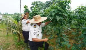 Panen 260 Kg Sayuran, Lapas Narkotika Langkat Jadikan Lahan Binaan untuk Dukung Swasembada Pangan