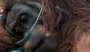 Sempat Dievakuasi dari Karhutla, Orang Utan Khas Kalimantan Sempurna Kini Telah Tiada
