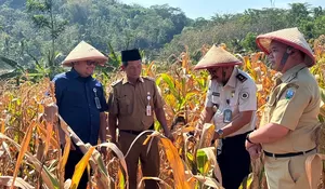 Si Semar Beraksi: Langkah Dramatis Imigrasi Semarang Berantas TPPO Lewat Panen Jagung
