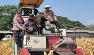 Polresta Sidoarjo Bersama Jajaran Polsek Taman  Panen Jagung 13 Ton Untuk Dukung Ketahanan Pangan