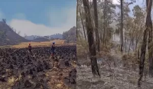 Karhutla di Jawa Timur Belum Usai: 1.000 Hektare Gunung Buthak dan Kawinajang Membara