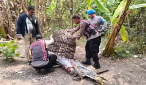 Polresta Sidoarjo Bongkar Arena Sabung Ayam di Dua Lokasi