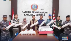 Dramatis! Bea Cukai Bongkar Penyelundupan Puluhan Ribu Benih Lobster di Juanda