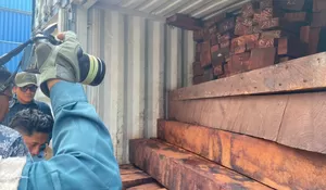 Kemenhut Amankan 23 Kontainer Kayu Merbau dari Nabire di Surabaya, Dokumen Diduga Palsu