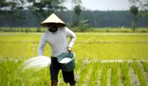 Serapan Pupuk Subsidi di Garut Seret: Urea Kurang Dilirik, Pupuk Organik Bernasib Tragis, NPK Jadi Primadona Baru Petani