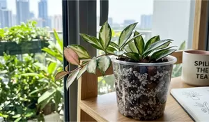 Hoya Bruno Tricolor Lo Cuma Hijau Doang? Cobain Trik Jemur dan Komposisi Pot Porous Ini!
