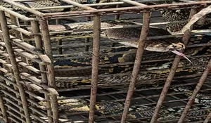 Warga Temukan Ular Sanca Panjang 7 Meter Saat Bersembunyi di Bawah Kulkas 