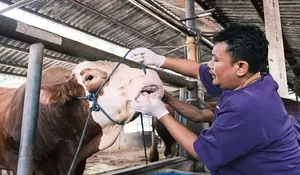 DKPPP Kota Bekasi Sisir Lapak Hewan Kurban, yang Tak Layak Sembelih Bakal Dicoret