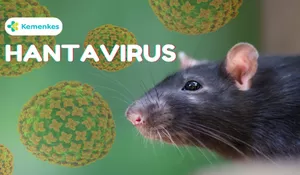 Hantavirus Mengintai Indonesia, Ancaman Senyap dari Tikus yang Kerap Tak Terdeteksi