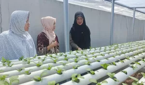 Warga Sampangan Semarang Dibekali Teknologi Hidroponik untuk Ciptakan Peluang Ekonomi Baru