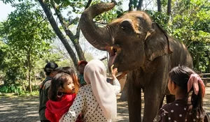 Hari Gajah Sedunia, Semarang Zoo Titip Pesan Lewat Zella