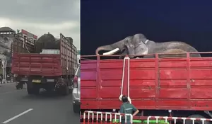 Heboh Pemindahan Dua Gajah dari GL Zoo Jogja ke Tabang Zoo Kaltim, Kemenhut: Sudah Disiapkan Sejak 2025