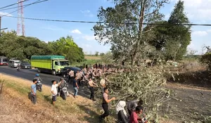 Brimob Evakuasi Pohon Tumbang, Akses Jalan Tanjung Ratu Kembali Lancar